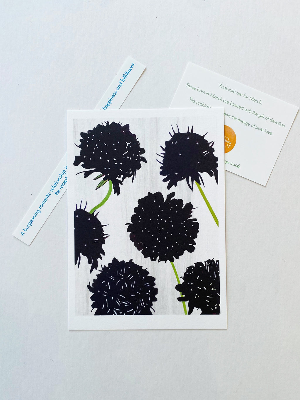 March:  Black Scabiosa