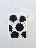 March:  Black Scabiosa