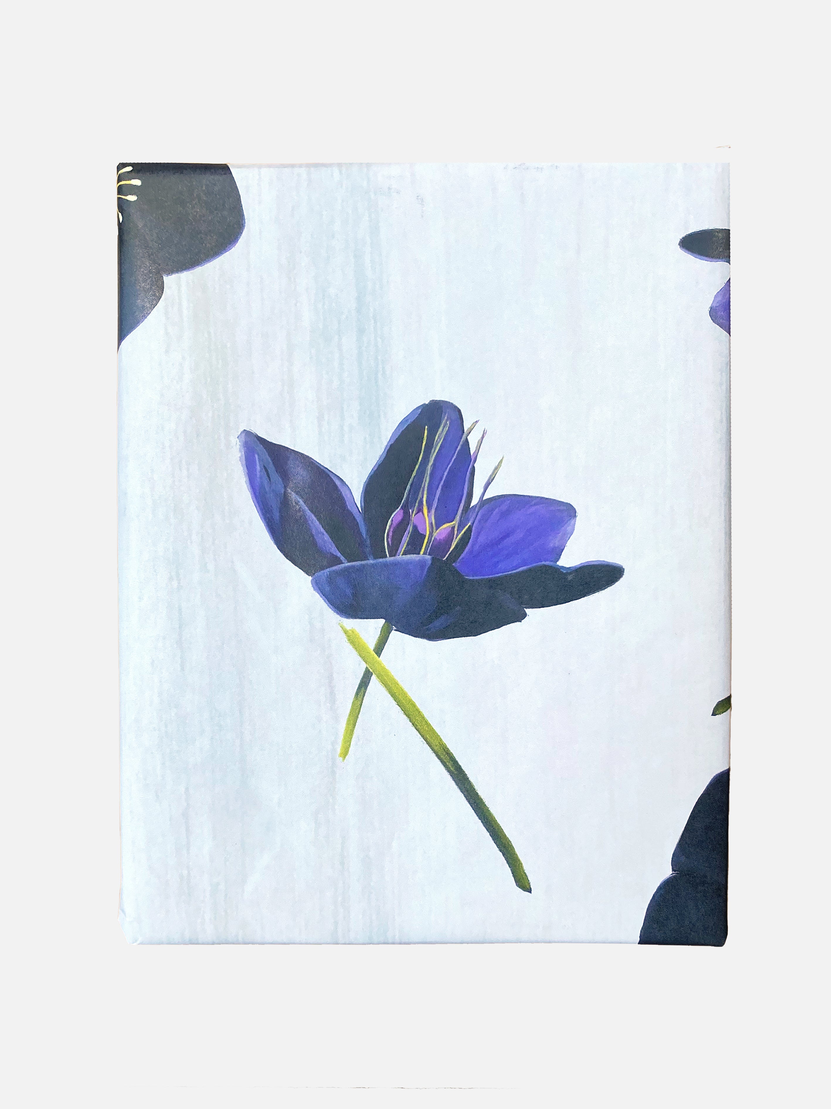 Gift Wrap:  Black Hellebore on Snow