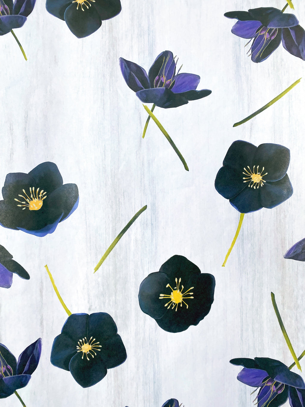 Gift Wrap:  Black Hellebore on Snow