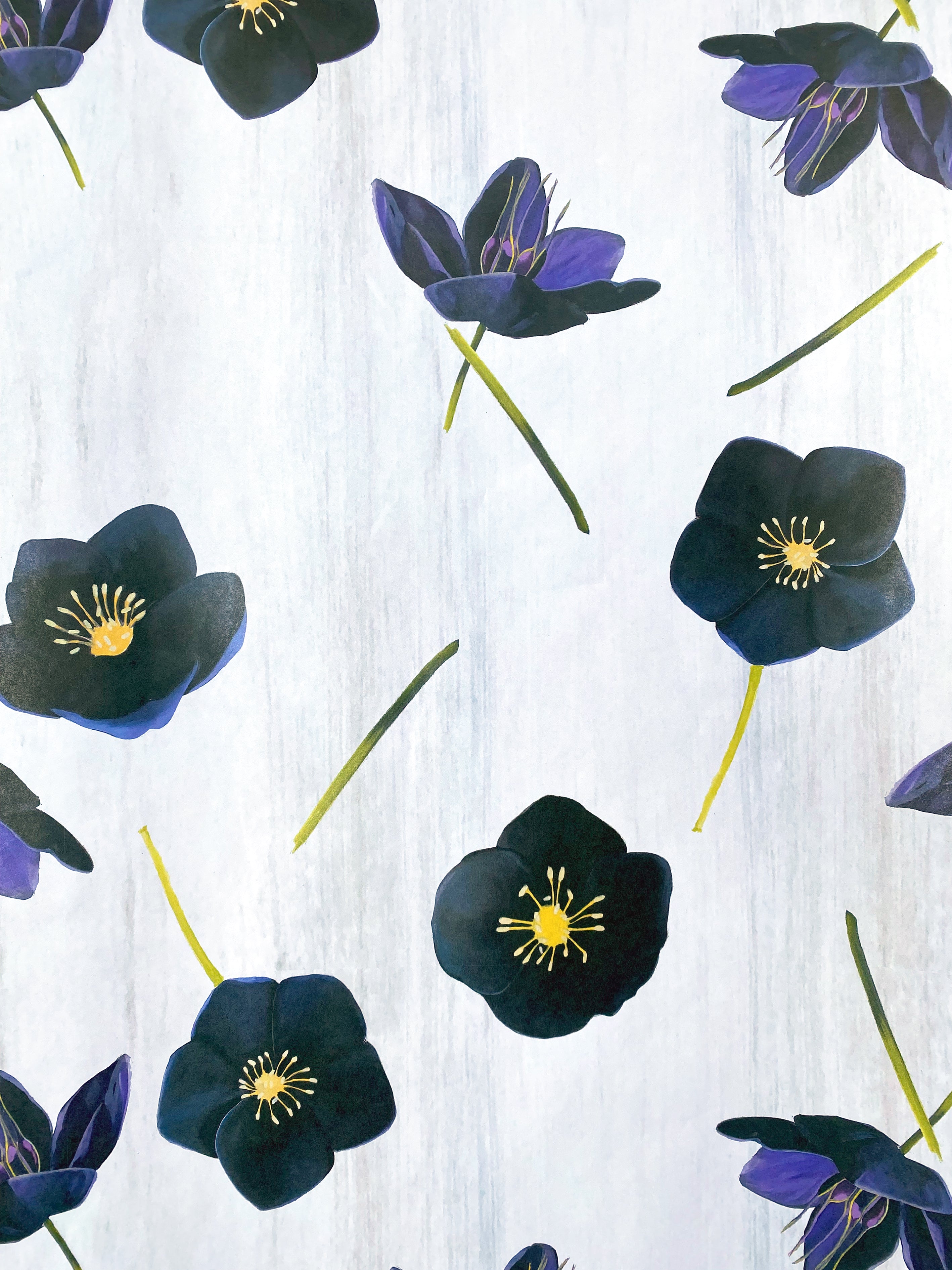 Gift Wrap:  Black Hellebore on Snow