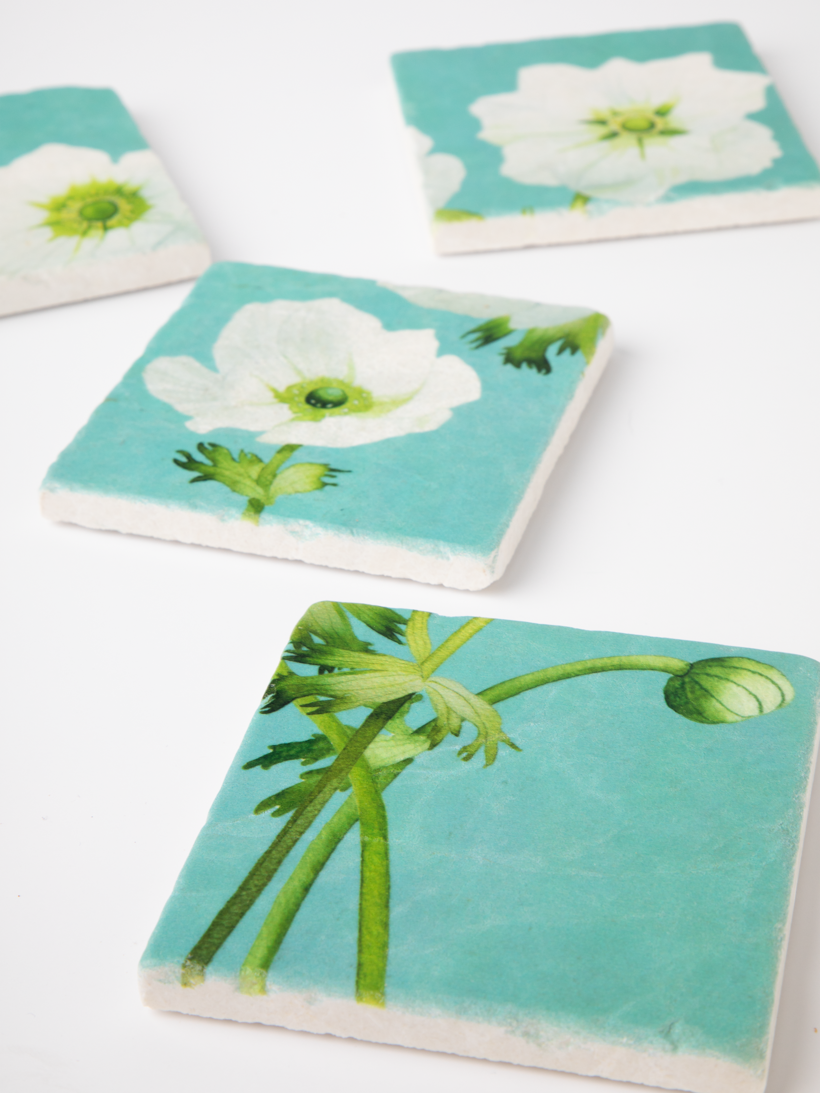 Coaster Set: White Anemone on Sky