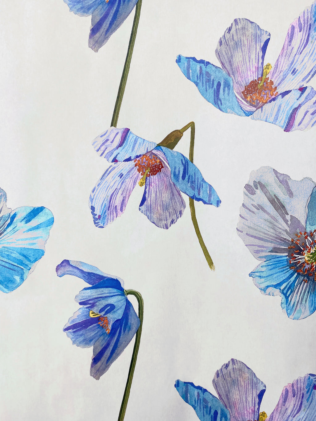 Gift Wrap:  Himalayan Blue Poppies on Ecru