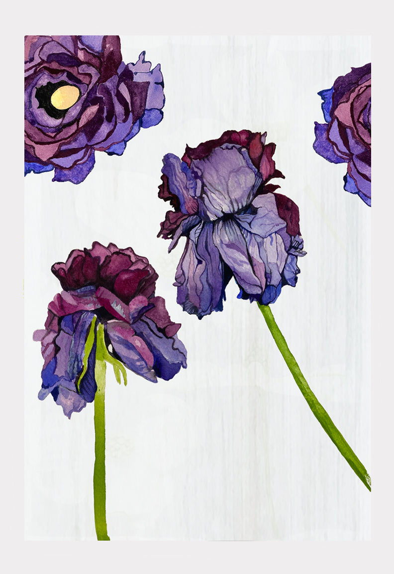 Art Print:  Withering Ranunculus on White