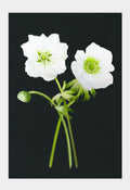 Art Print: White Anemone on Black