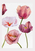 Art Print:  Blush Poppies on Snow