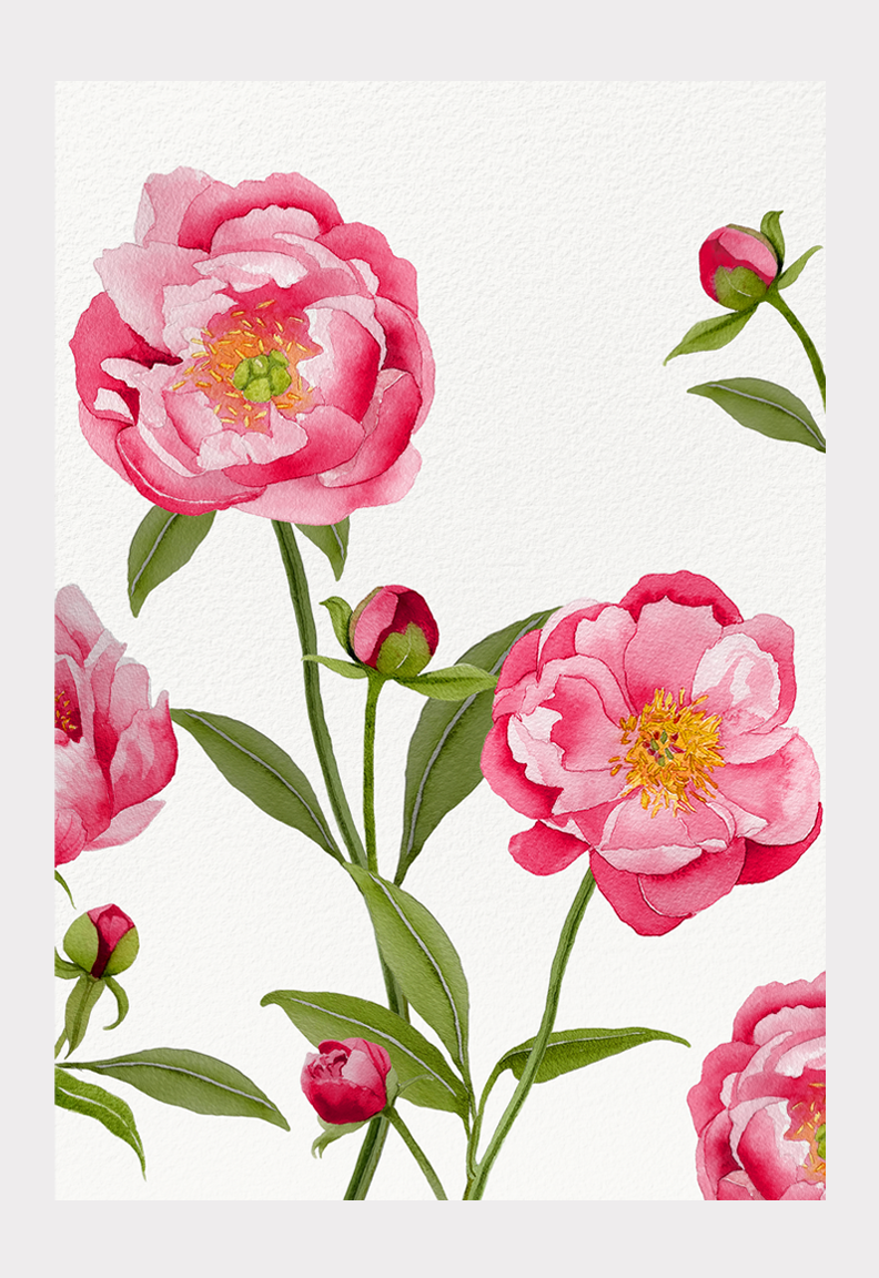 Art Print: Peonies on Cream