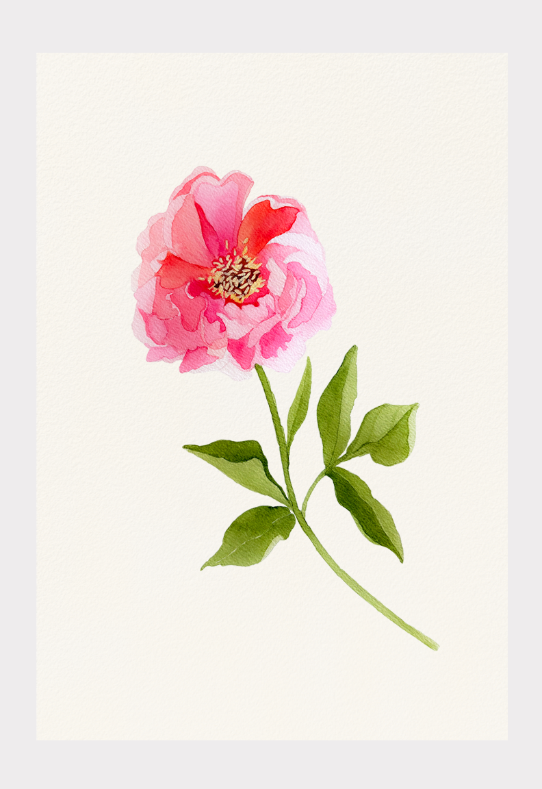Art Print: Single Pink Peony on Cream