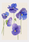 Art Print:  Violet Pansies on Ecru