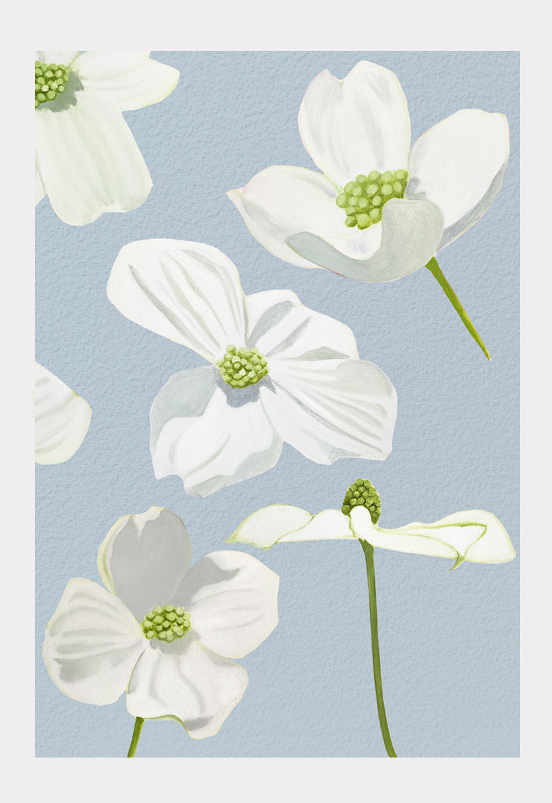 Art Print:  White Dogwood Blossoms on Pale Blue