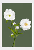 Art Print:  White Peonies on Olive