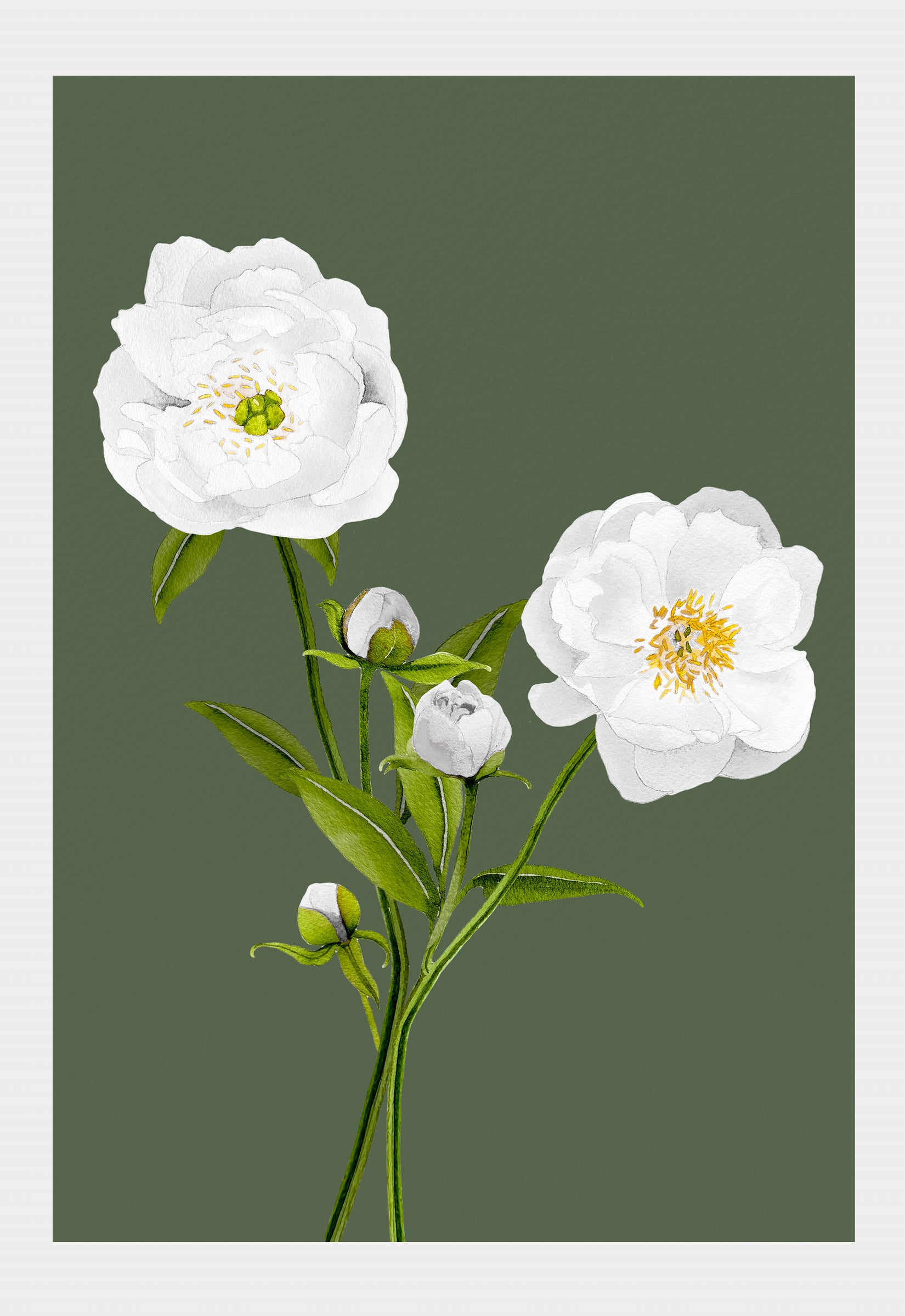 Art Print:  White Peonies on Olive