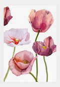 Art Print:  Blush Poppies on Snow