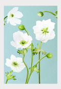 Art Print: White Anemone on Sky