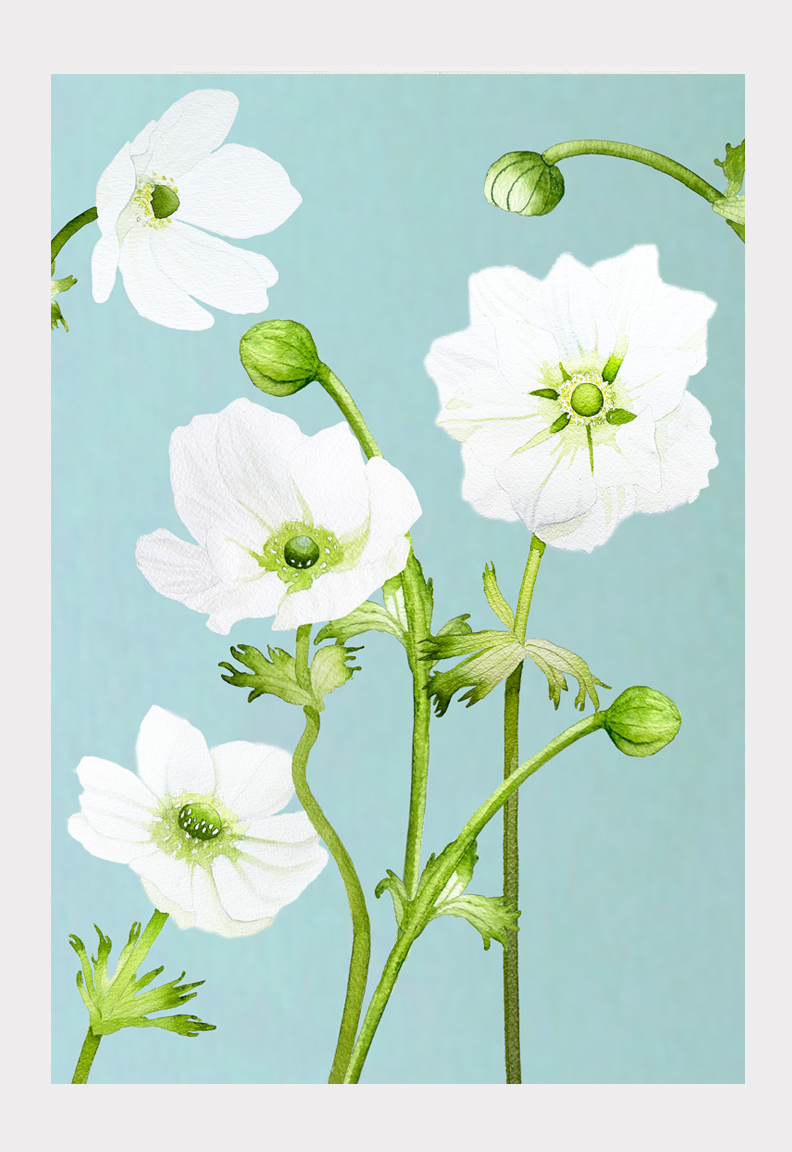 Art Print: White Anemone on Sky