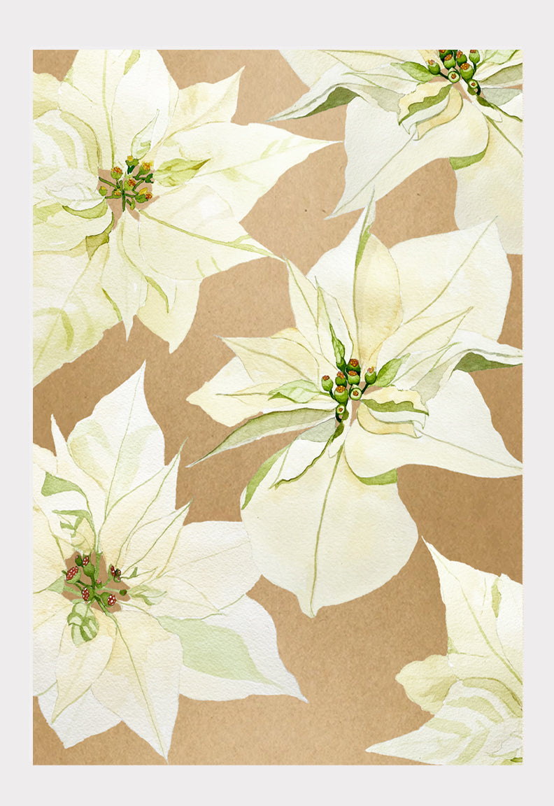 Art Print:  White Poinsettia on Baked Earth