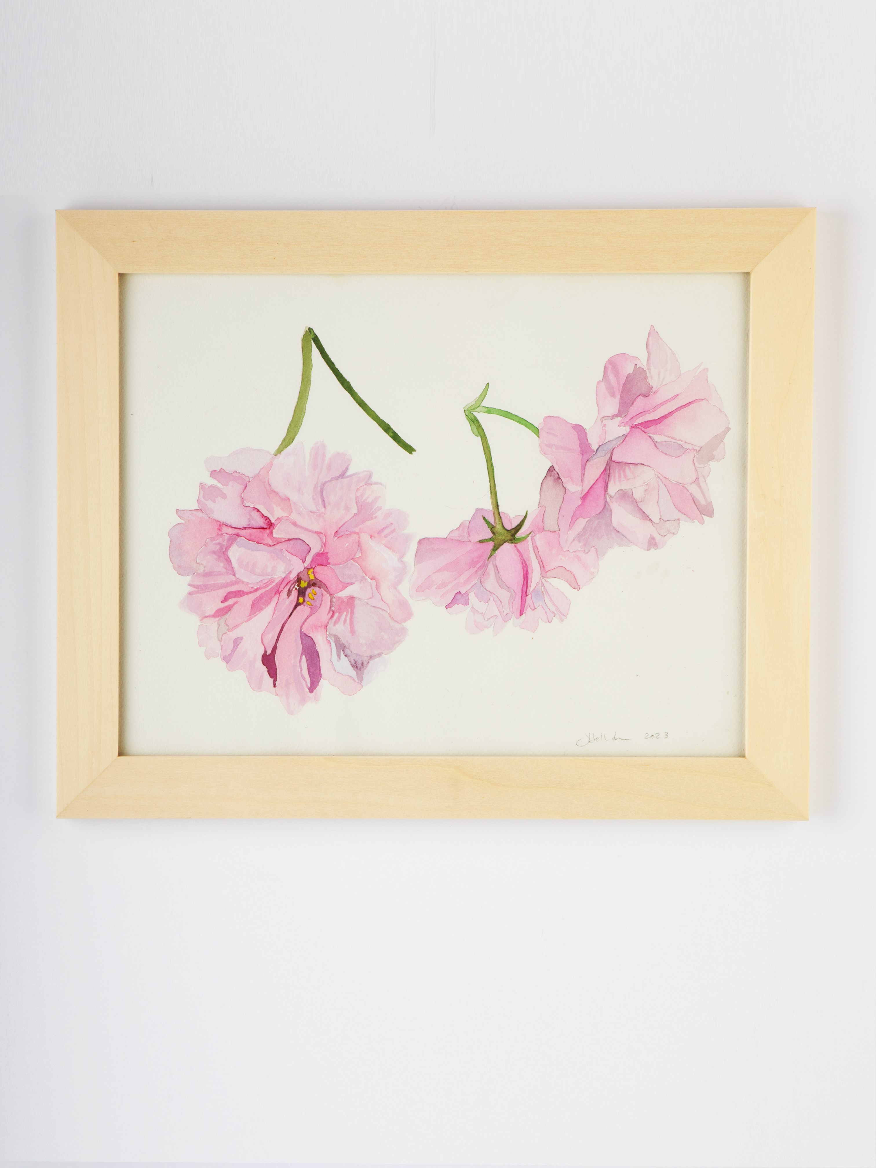 Ichiyo Cherry Blossoms