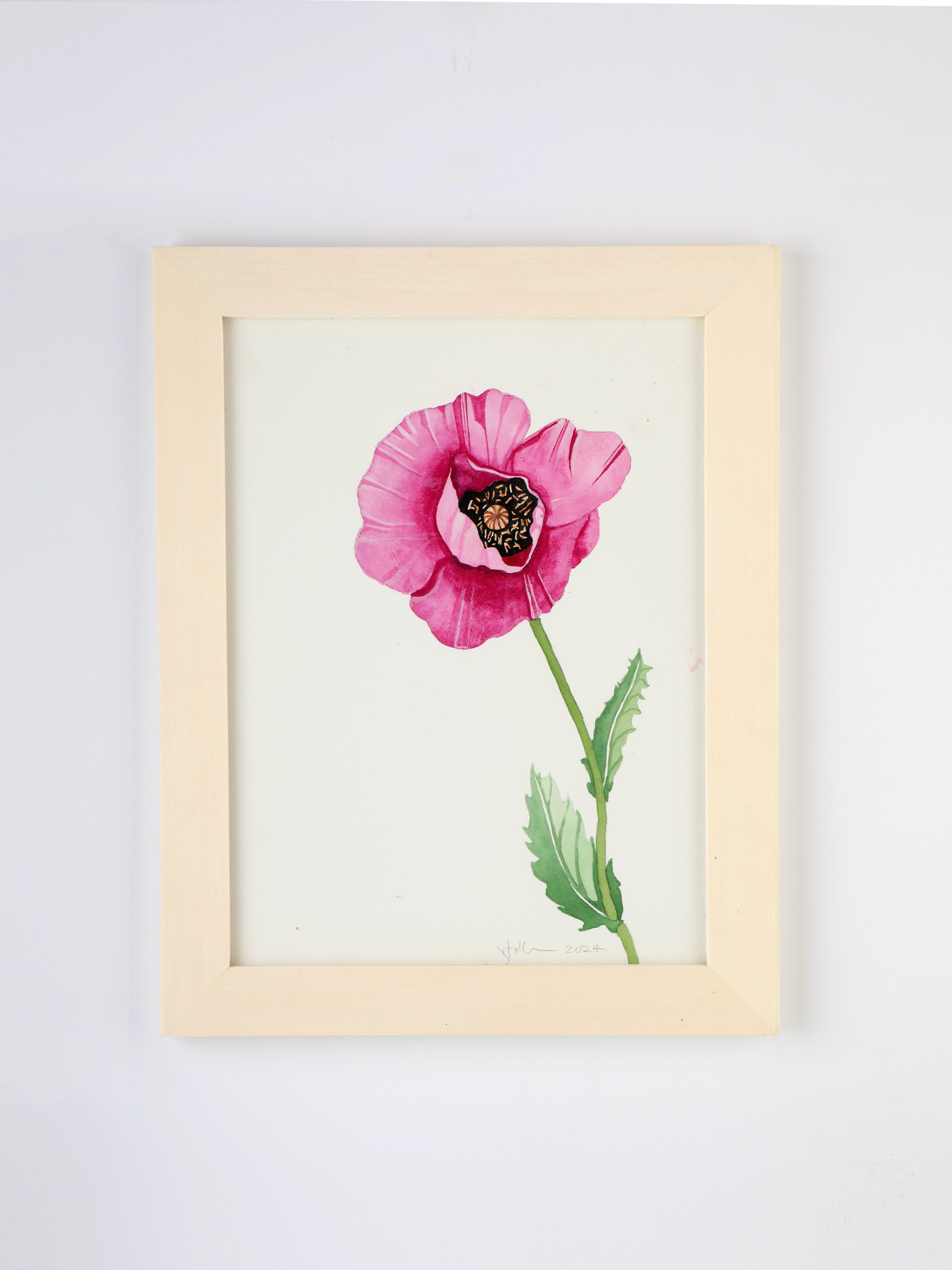 Single Fuchsia Poppy