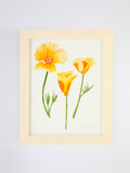 Golden Poppies No. 2