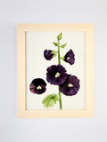 Black Hollyhock