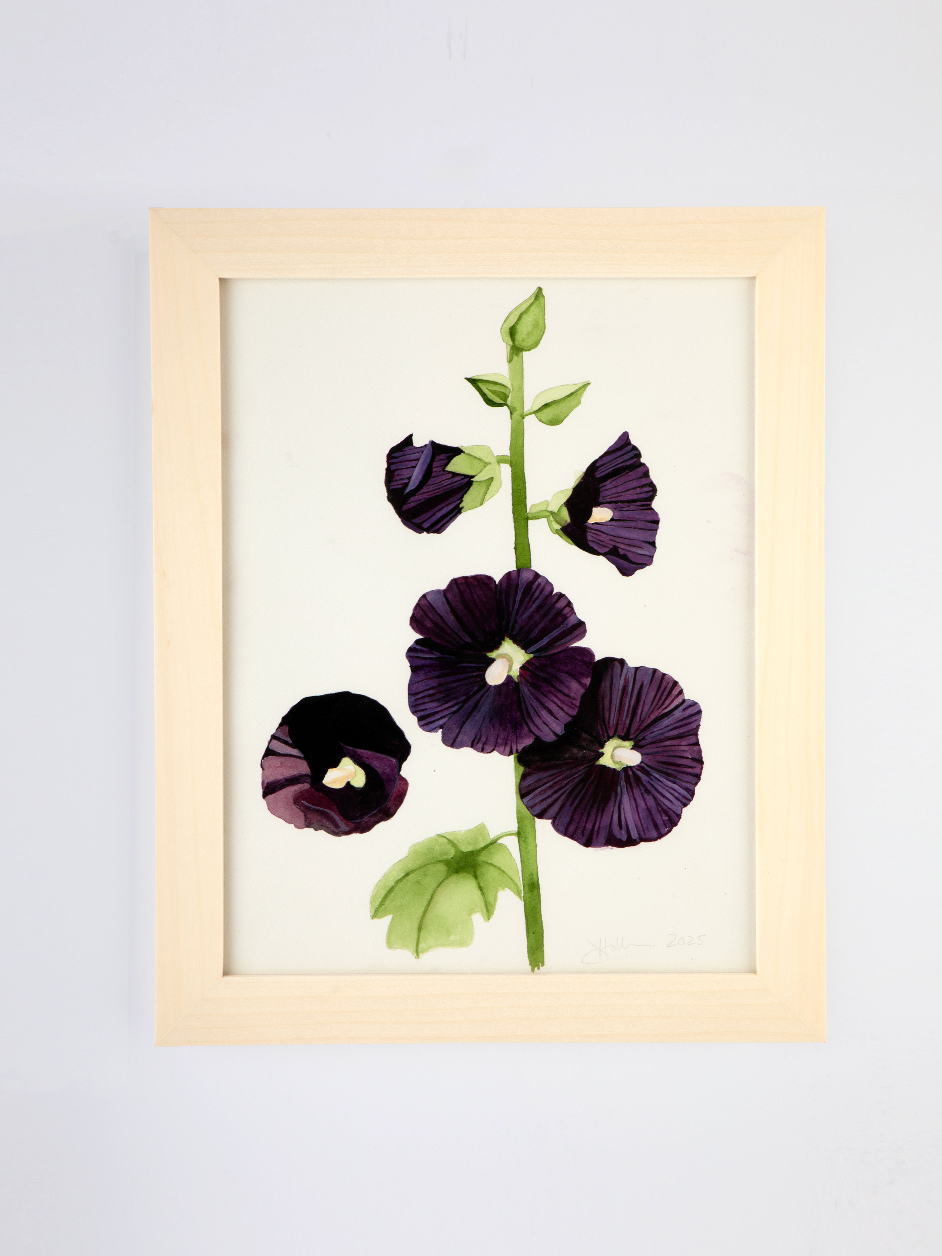 Black Hollyhock