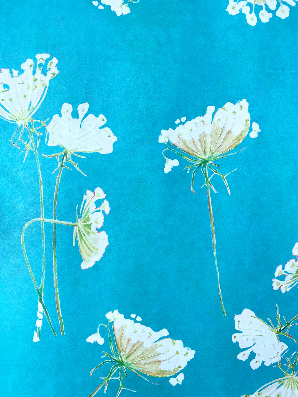 Gift Wrap:  Queen Anne's Lace on Teal
