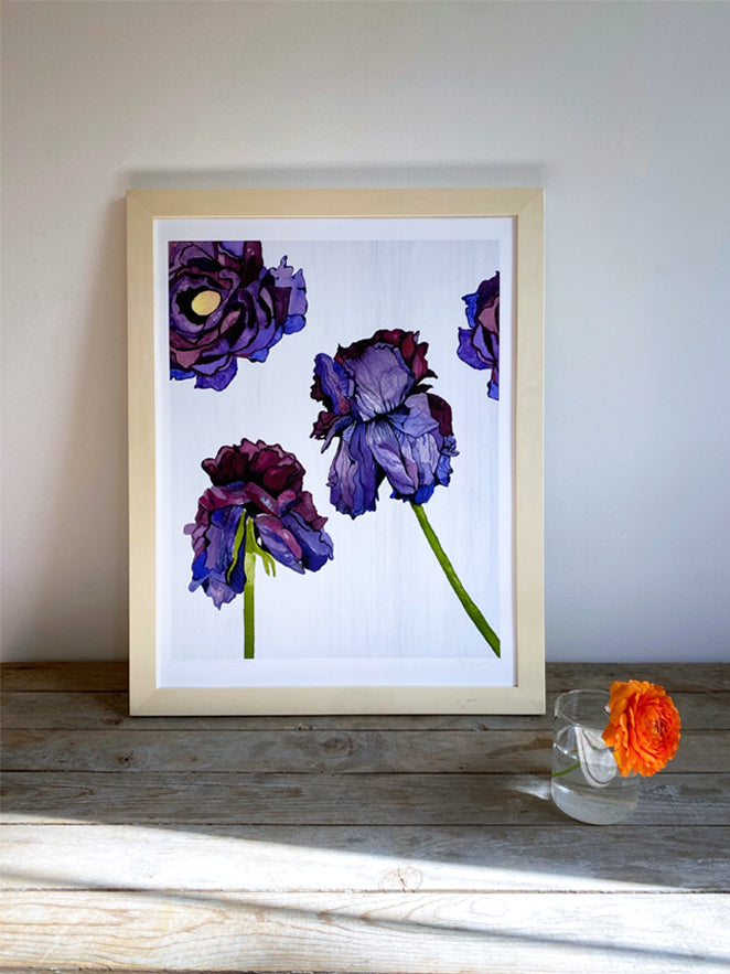 Art Print:  Withering Ranunculus on White
