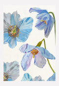 Art Print:  Himalayan Blue Poppies on Ecru