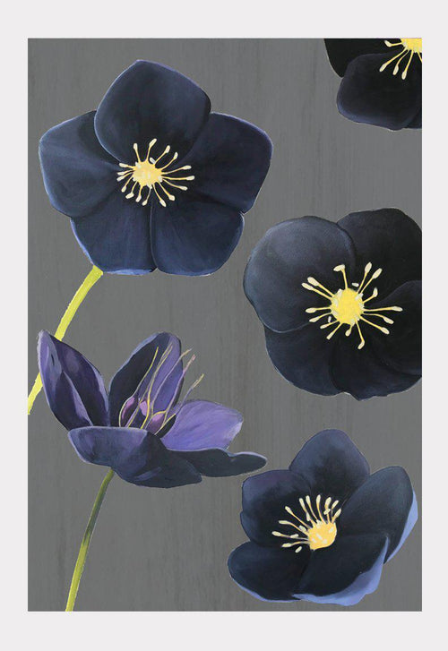 Art Print: Black Hellebore on Charcoal-India & Purry