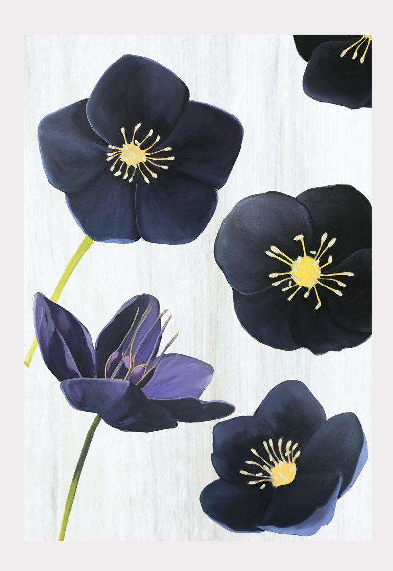 Art Print: Black Hellebore on Snow-India & Purry