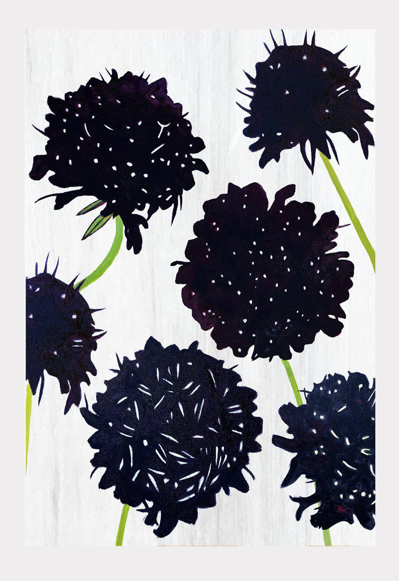 Art Print: Black Scabiosa on Snow-India & Purry
