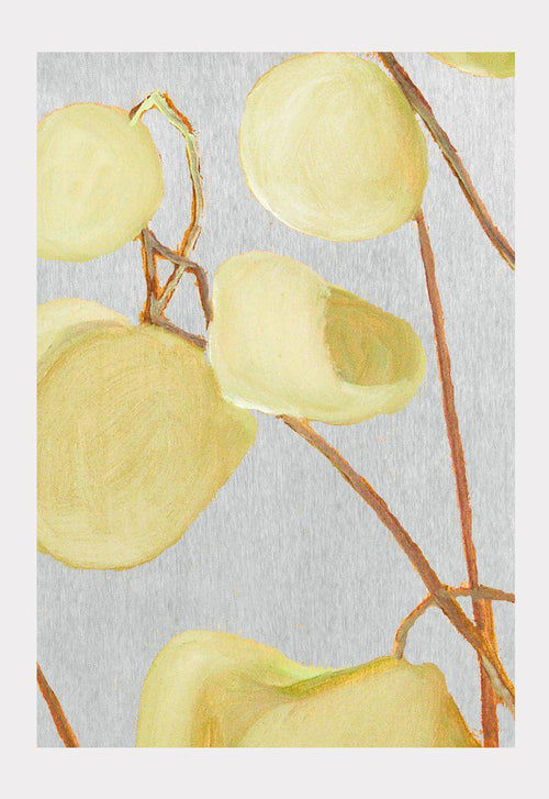 Art Print: Milkweed on Pale Grey-India & Purry