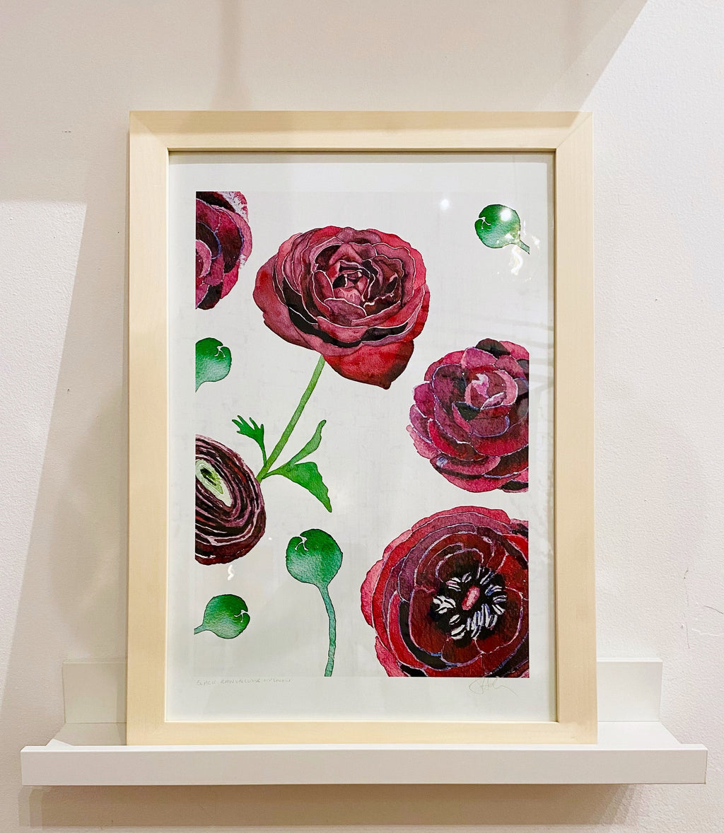 Art Print:  Black Ranunculus on Snow