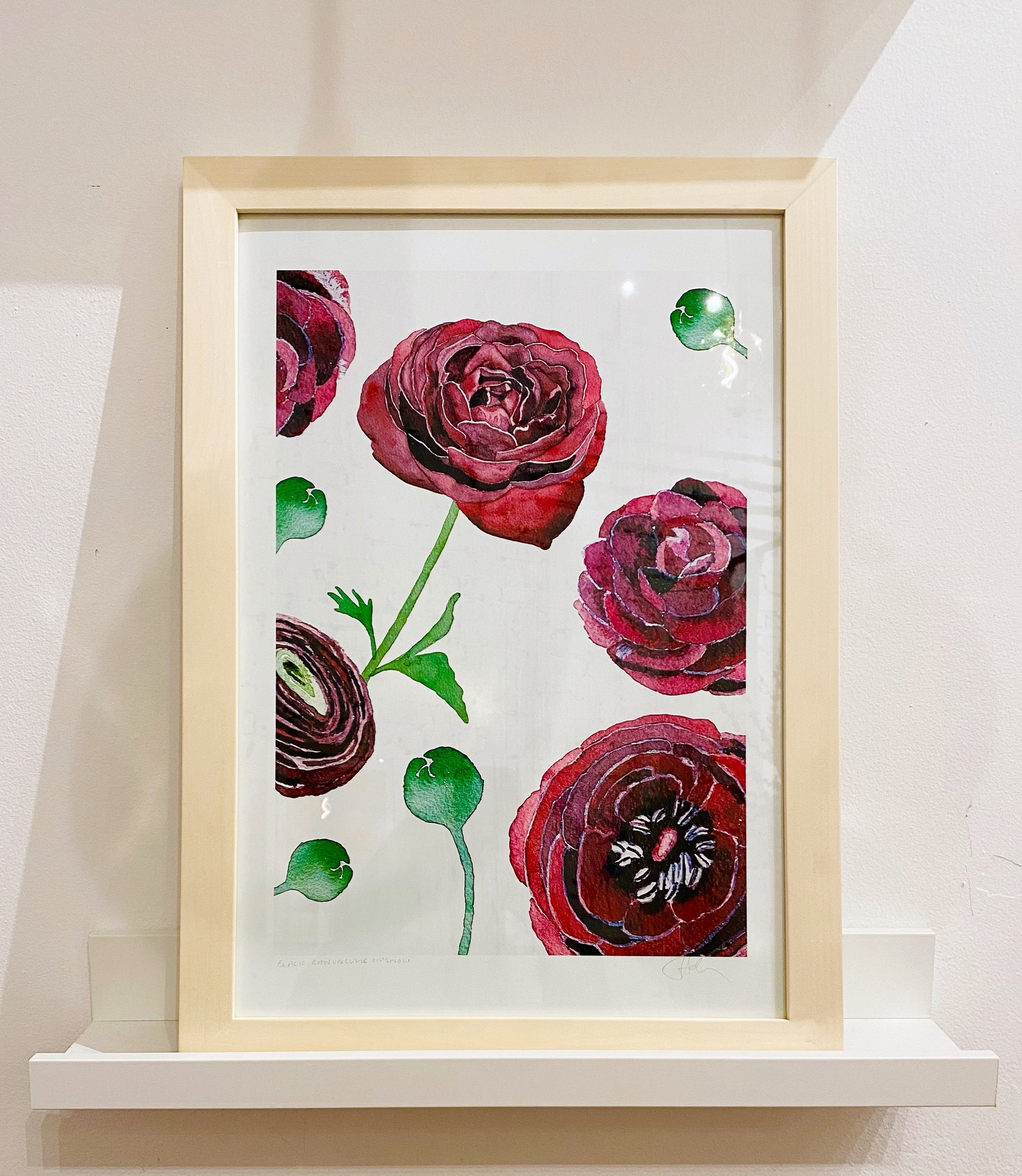Art Print:  Black Ranunculus on Snow
